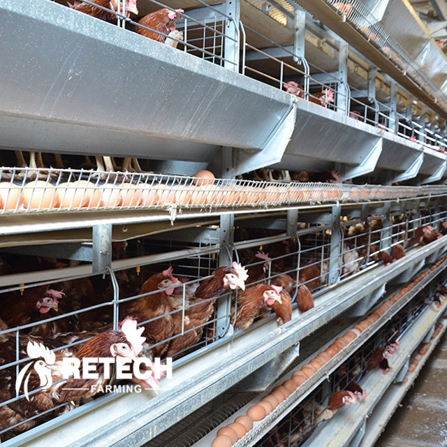 Types of commercial laying hens.