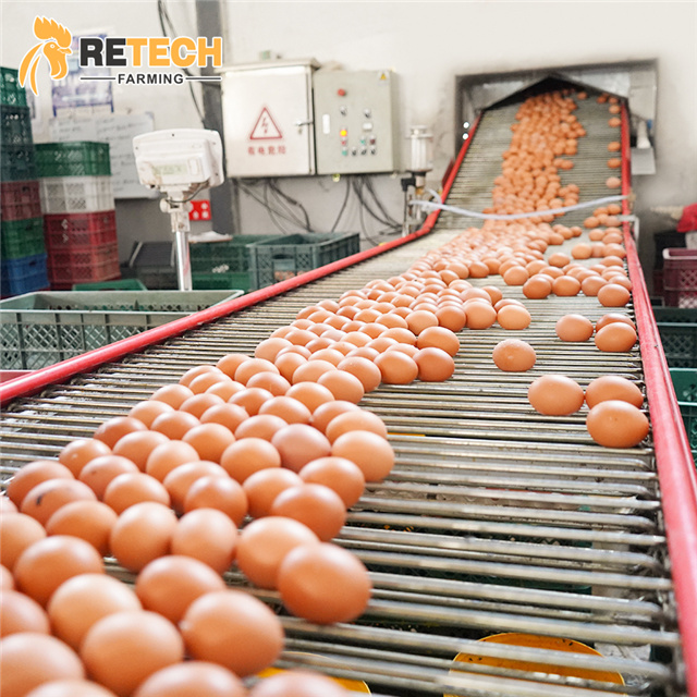 The automated chicken farm can produce 170,000 eggs a day!