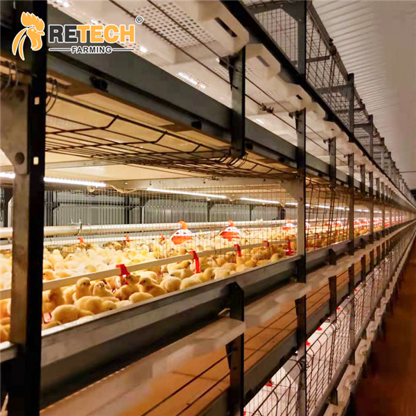 Why Use Automatic Broiler Cage Systems?