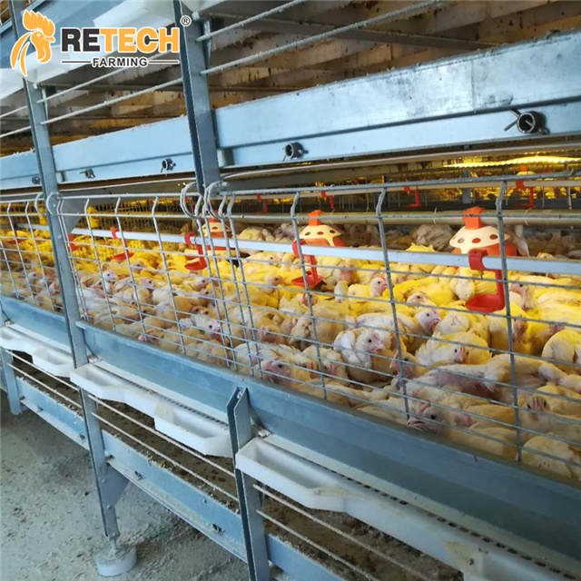 How to choose 45 days chicken cage design