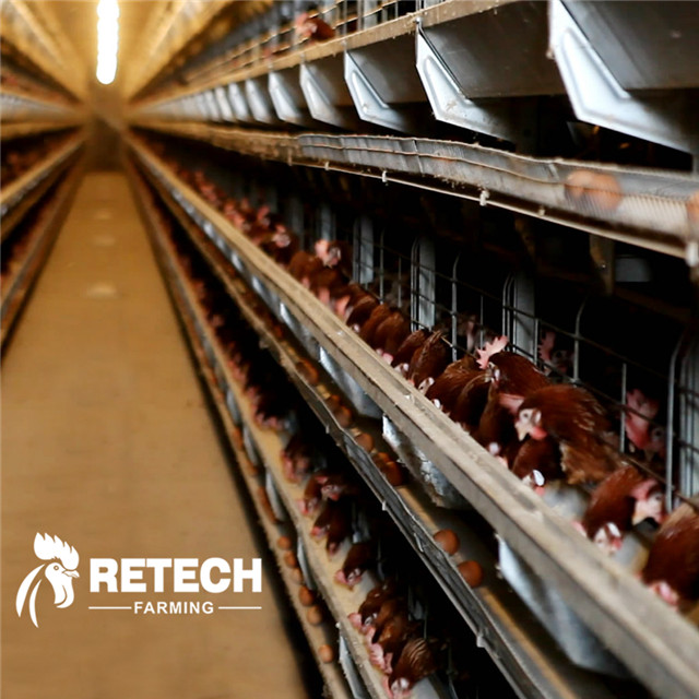 What role do vitamins play in laying hen farming?