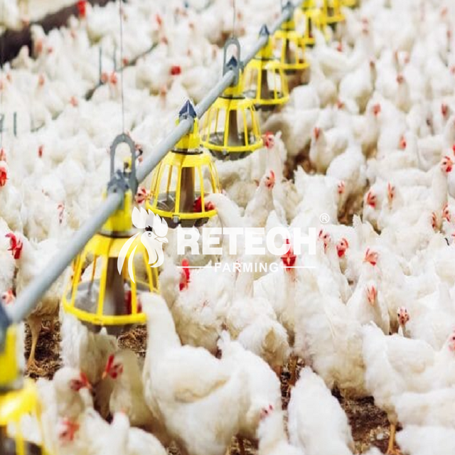 Advantages of Retech closed broiler cage system