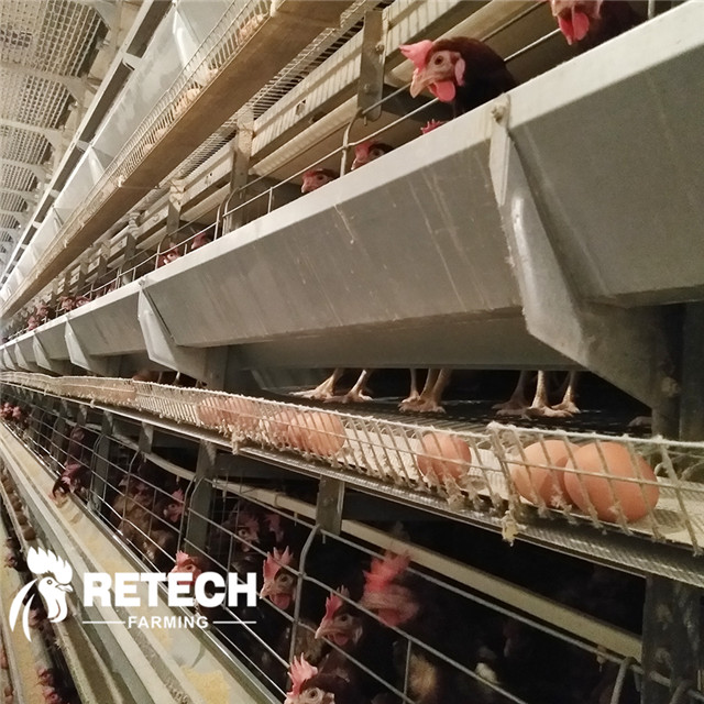 How to choose the right laying hen cage?