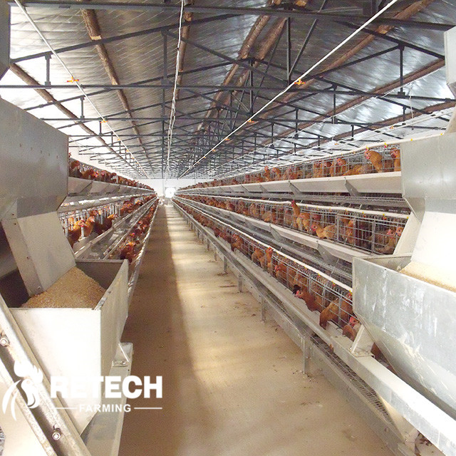 The importance of light for laying hens!