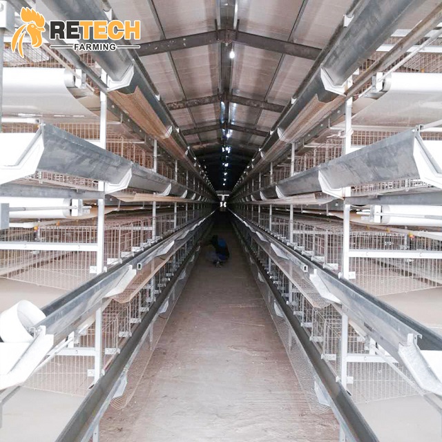 10 mistakes to avoid in large-scale chicken farming