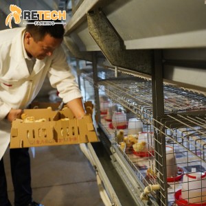 H Type Automatic Baby Chicken Day Old Pullet Cages for 15000 chicks