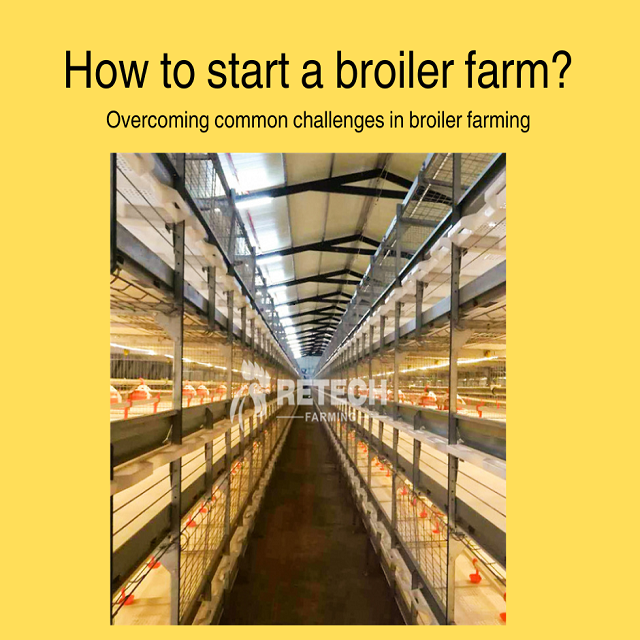 The ultimate guide to building a modern broiler house