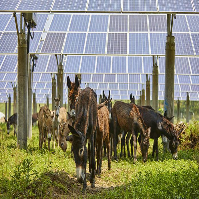 Can Solar Agriculture Save the Modern Farming Industry?