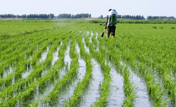 How to Fully Mechanize Rice Cultivation? (Part 1)