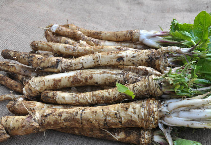 Details of Dehydrated Horseradish