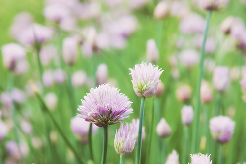 Dried Chives