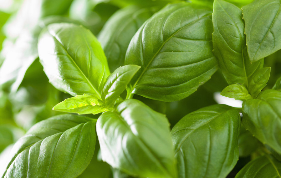 Frozen basil: a journey of taste buds across time and space