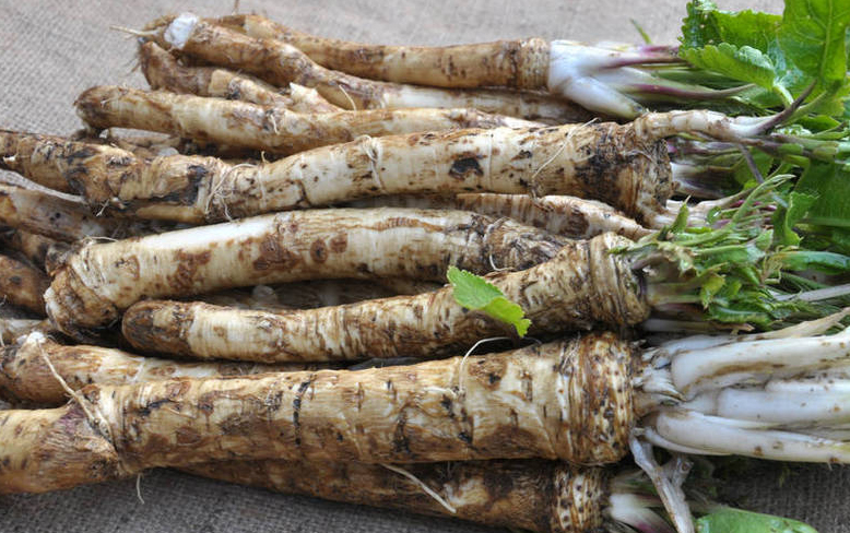 The foreign trade road of dehydrated horseradish