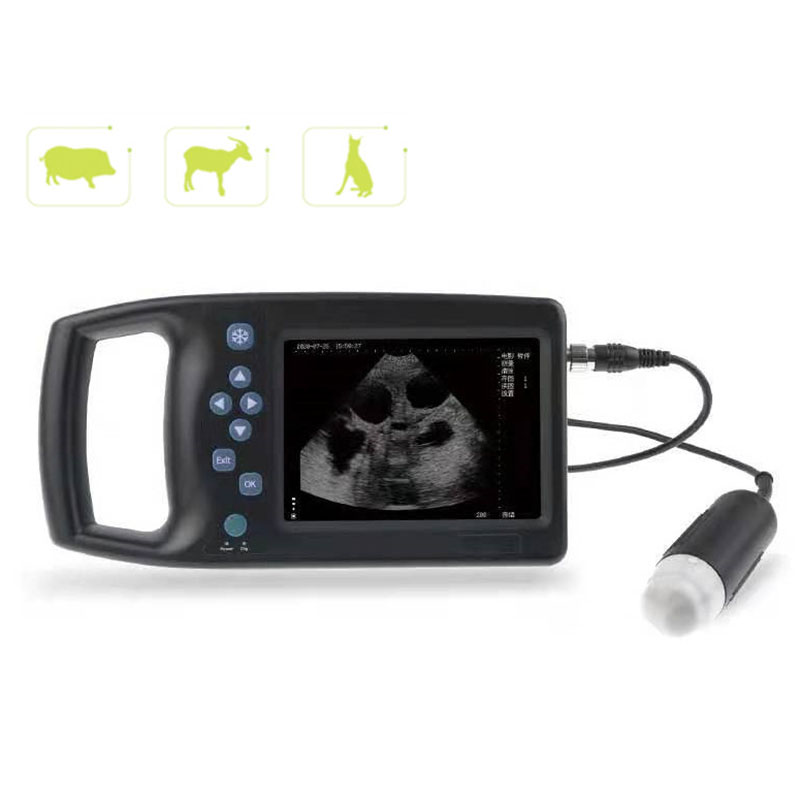 Hot sale Vascular Ultrasound - M6  Mechanical Fan Scan Ultrasonic Diagnostic Instrument  – RuishengChaoying