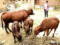 How to raise cattle scientifically in rural areas?