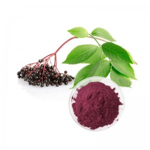 Professional Manufacturer Wholesale Natural Fruit Extract Powder Elderberry Extract Powder