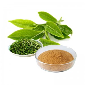 ODM Manufacturer Factory Green Tea Leaf Extract Powder