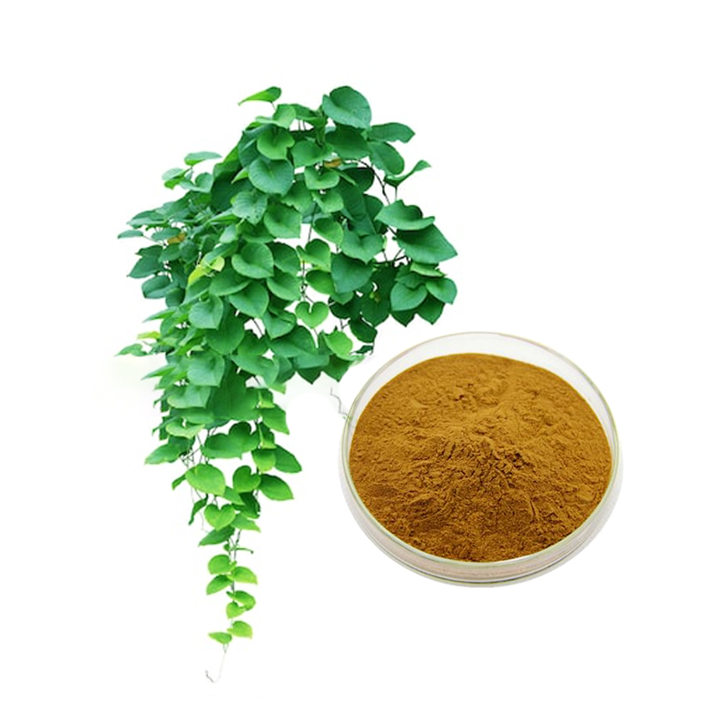 Revealing the Benefits of Ivy Leaf Extract: A Closer Look at Its Leading Manufacturer