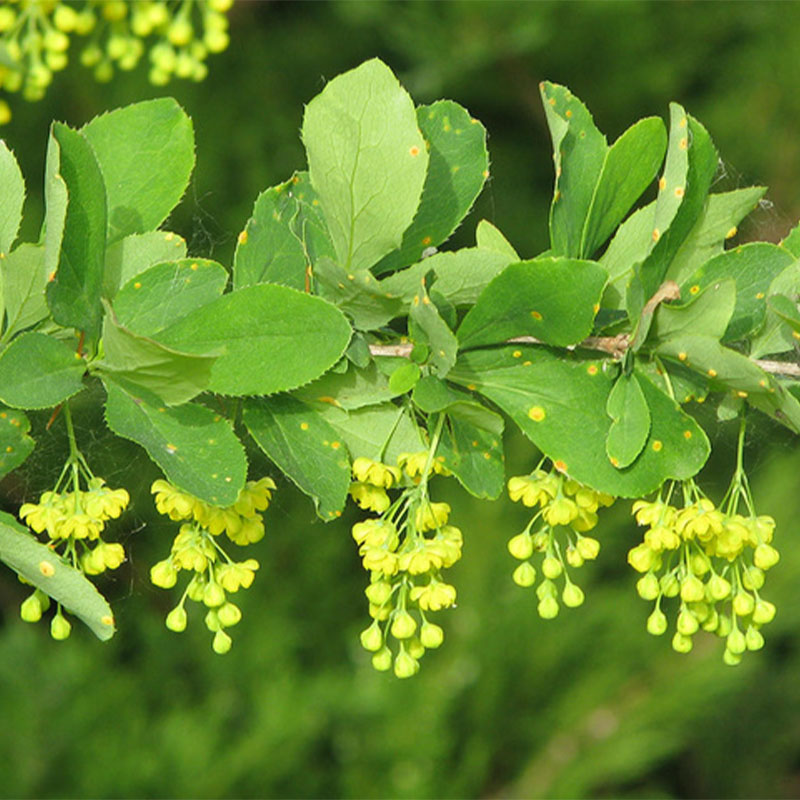 The raw material source and efficacy application of berberis!