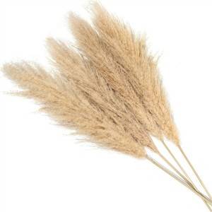 China Pampas Grass Natual Plant for Party Office Home Decor