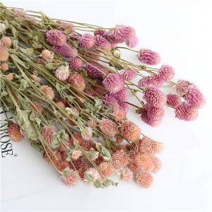 Dried Globle Amaranth Plant Manufacturers for Party Office Home Decor