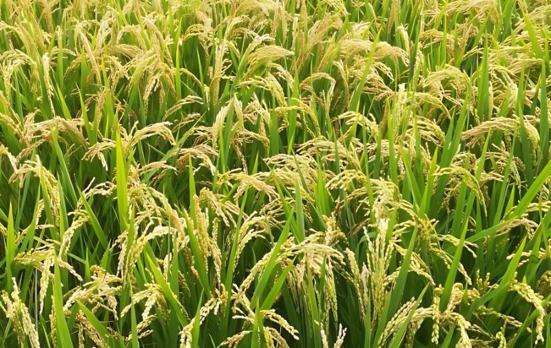 USA põllumeeste 2024. aasta põllukultuurikavatsused: 5 protsenti vähem maisi ja 3 protsenti rohkem sojaube