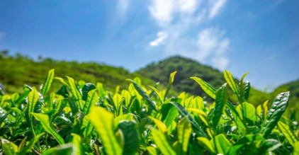 پودے کی نمو کے ریگولیٹرز کا نقد فصلوں پر اطلاق - چائے کا درخت