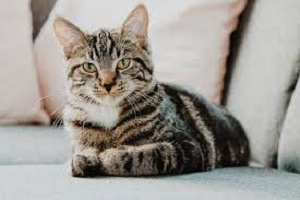 Permethrin and cats: be careful to avoid side effects in human use: injection