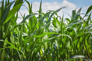 How to prevent insects from corn? What is the best medicine to use?