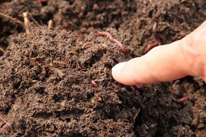 Earthworms could increase global food production by 140 million tons annually