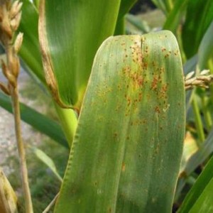 CAS 107534-96-3 Agricultural Chemicals Pesticide Fungicide Tebuconazole 97% Tc