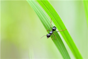 Ants bring their own antibiotics or will be used for crop protection