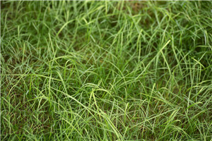 Цената на глифосат во САД се удвои, а континуираната слаба понуда на „две трева“ може да предизвика ударен ефект од недостигот на клетодим и 2,4-Д