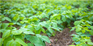 UPL waxay ku dhawaaqdey bilaabista fungicides-ka badan ee cudurada soybean ka ee Brazil