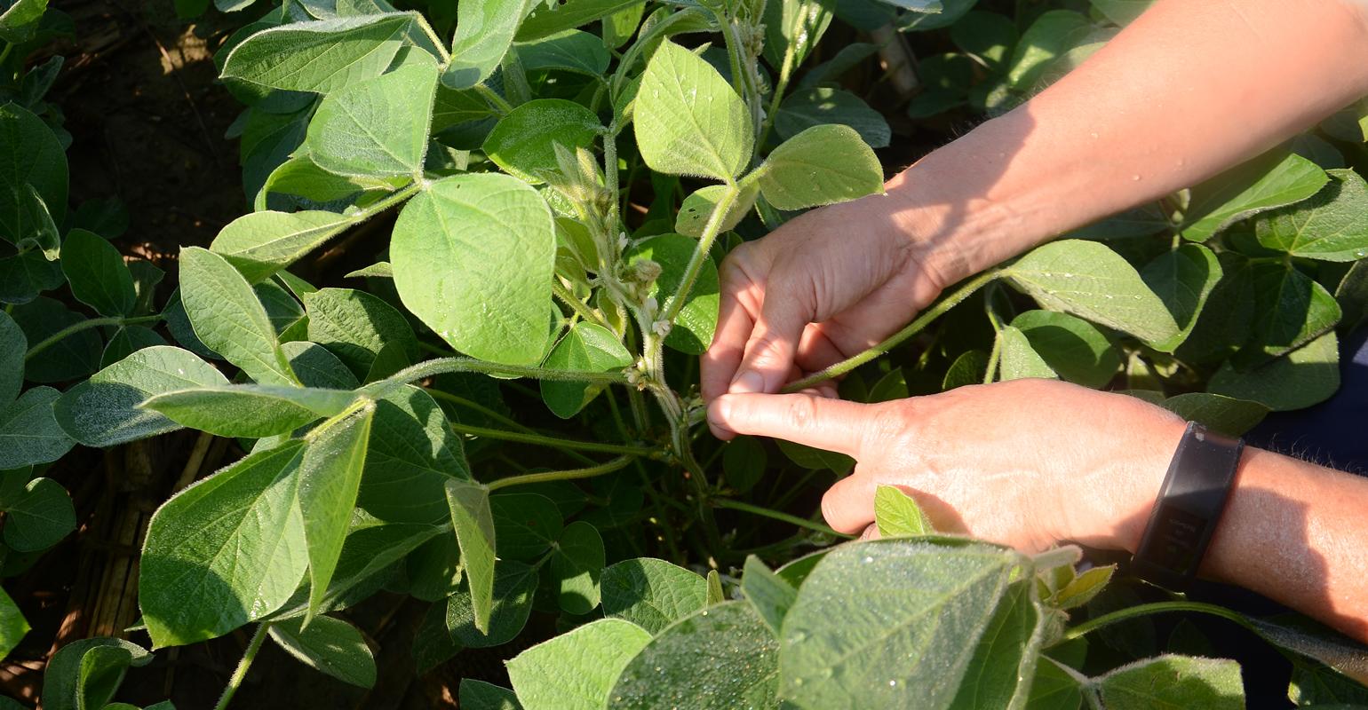 Soybean fungicides: What you should know