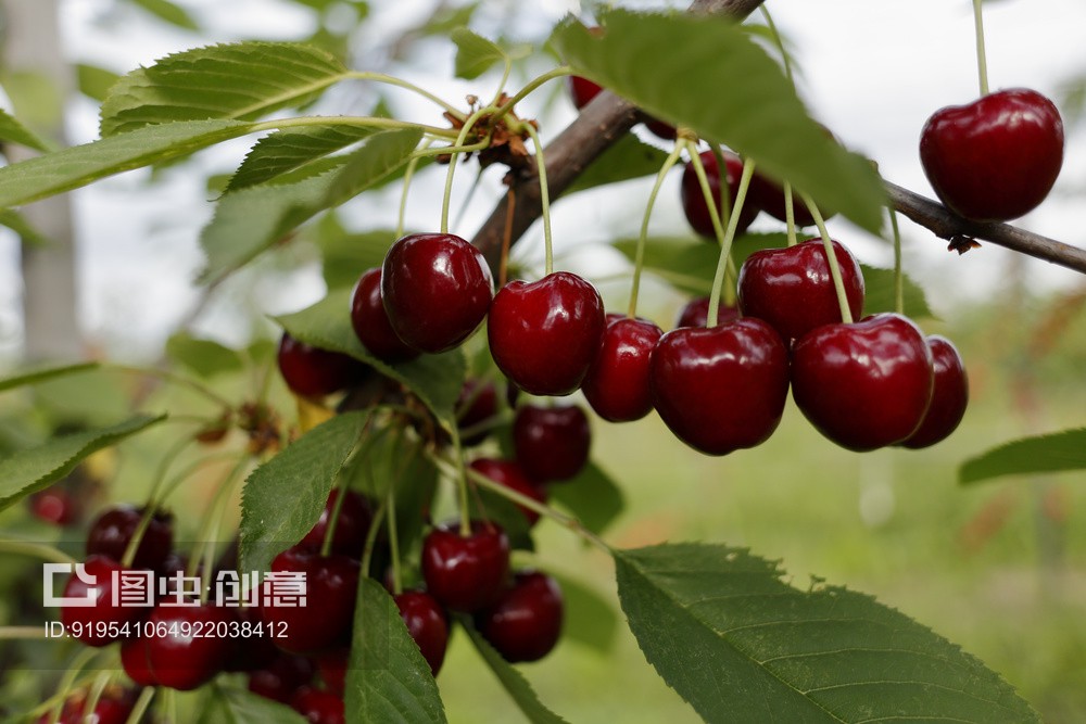 Ang Fludioxonil ay nakarehistro sa unang pagkakataon sa Chinese cherries
