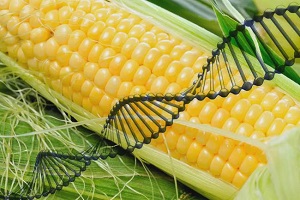 Genetiskt modifierade grödor: Avslöjar deras egenskaper, inverkan och betydelse