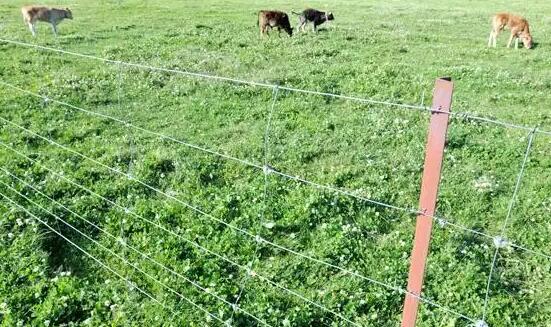 Application of stainless steel barbed wire fence net in grassland pastoral area