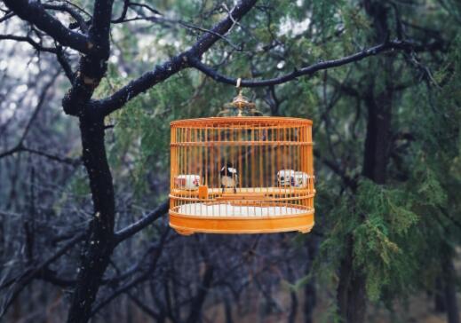 Proper use of bird cage
