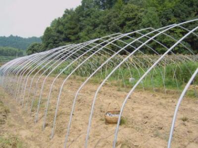 Why do greenhouses like to use galvanized steel pipe treatment?