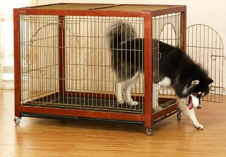 Choose a carrier suitable for your dog