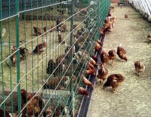 What kind of wire mesh is good for chickens, geese and ducks?