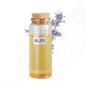 100% Natural Pure Fatory Repeal Insect High Grade Aromatherapy Massage Nepeta Cataria Essential Oil At Best Price Hot Sale