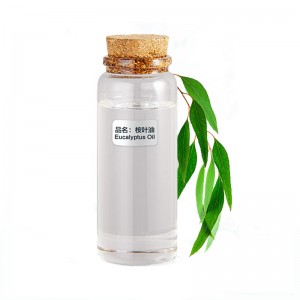 Factory wholesale natural pure 60% 70% 80% 1,8 cineol Eucalyptus globulous Oil