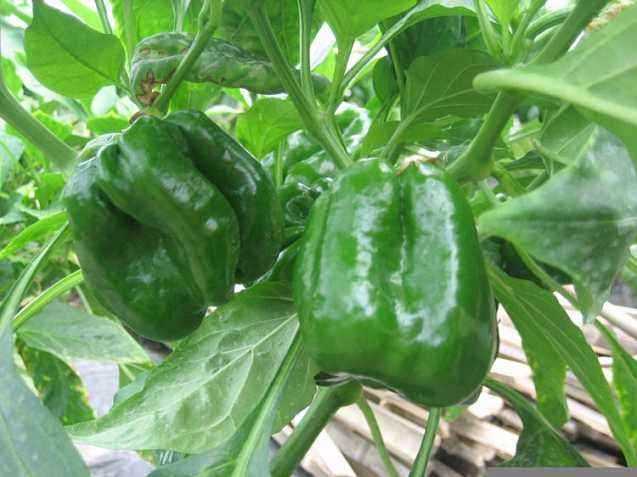 Early maturity sweet pepper seeds SXP No.3
