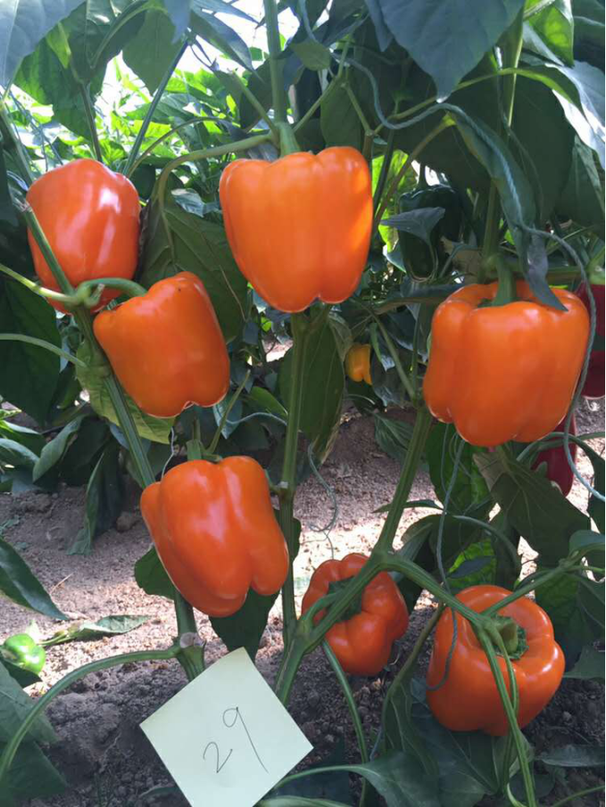 Chinese Factory f1 hybrid heat resistant orange blocky bell sweet pepper seeds