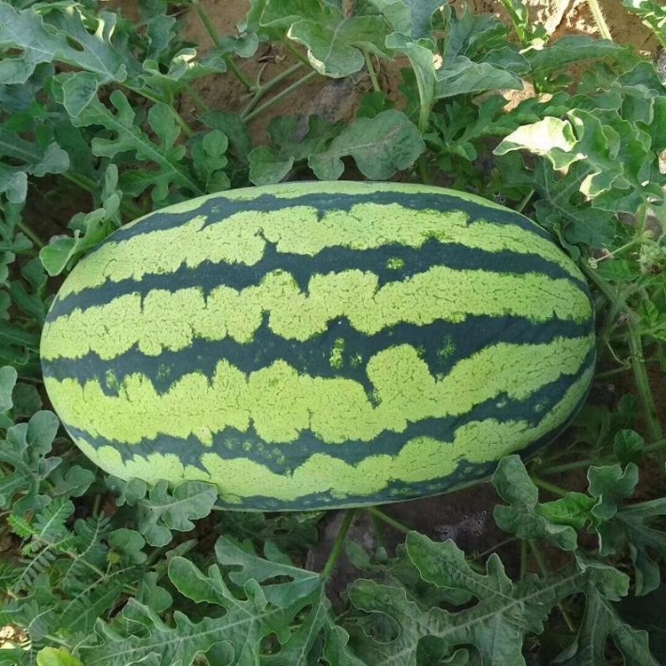 Emperor No.1 Chinese big f1 hybrid watermelon seed  – Shuangxing
