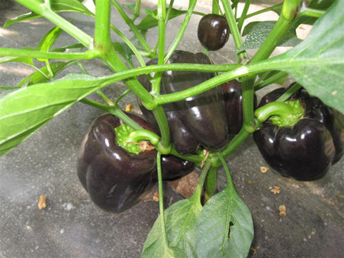 Purple black hybrid blocky sweet pepper seeds