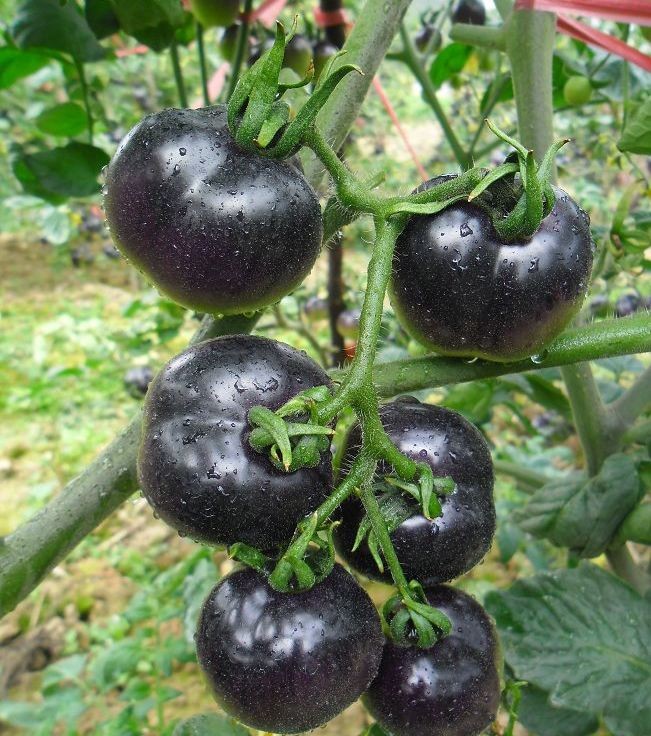 High germination round shape purple eggplant seeds