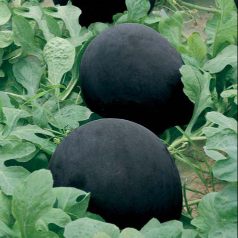 Round shape black skin red flesh seedless watermelon seeds for planting